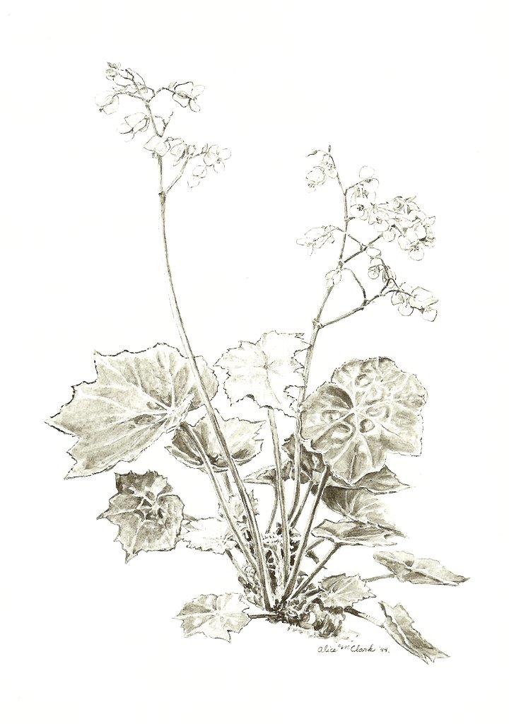 B. ‘Palomar’